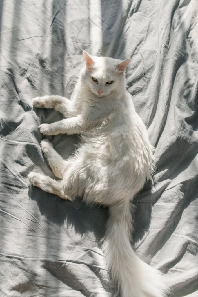 Elegant Turkish Angora cat lying on a bed basking in warm sunlight, creating a serene and cozy atmosphere.