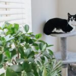 Adorable cat with attentive gaze lying on scratching post near plant while looking up at home