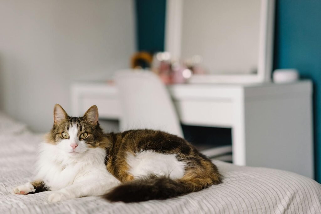 A Norwegian Forest cat relaxing comfortably on a cozy bed in a modern bedroom setting.