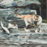 Two cats playfully interacting on a rocky surface in Beijing, China.