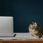 A serene brown tabby cat lies next to a laptop on a wooden desk, creating a cozy workspace vibe.