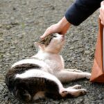 a cat that is laying down on the ground
