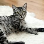 A cute grey tabby cat lying on a fluffy white rug indoors.