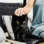 A woman gently pets a black cat sitting indoors on a stylish couch.