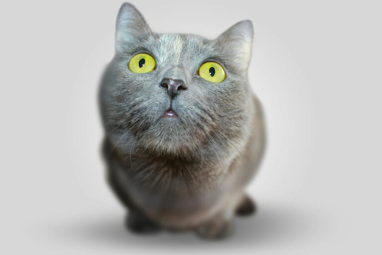 Adorable close-up of a curious gray domestic cat with yellow eyes.