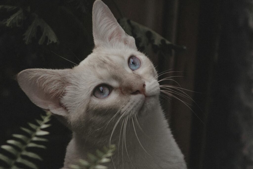 Adorable cat with different colors of eyes looking up while sitting near doorway and green leaves in countryside in daylight