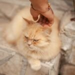 A fluffy ginger Persian cat being gently pet on stone steps, exuding cuteness.