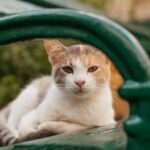 A cute domestic cat relaxing on a park bench, enjoying the outdoors.
