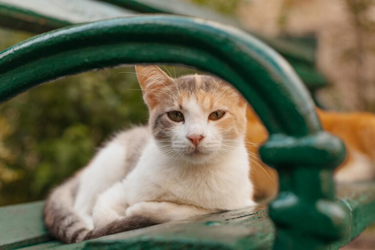 A cute domestic cat relaxing on a park bench, enjoying the outdoors.