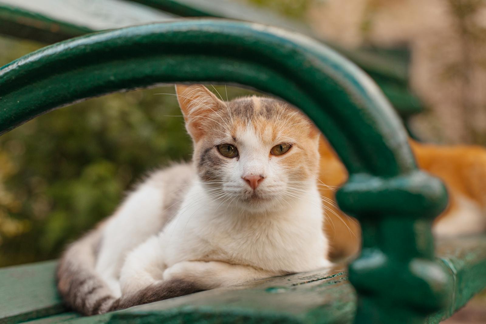 A cute domestic cat relaxing on a park bench, enjoying the outdoors.
