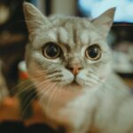 Captivating close-up shot of a curious British Shorthair cat indoors.