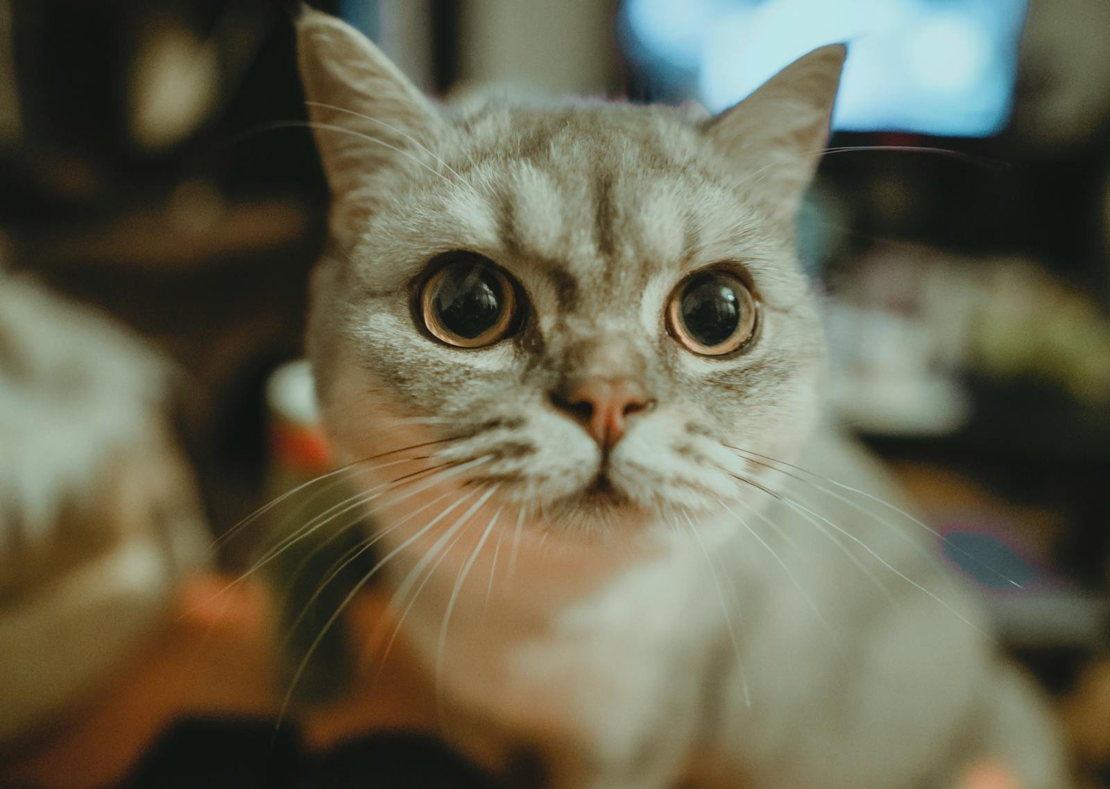 Captivating close-up shot of a curious British Shorthair cat indoors.