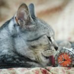 A cute tabby cat licking an orange-faced wristwatch on a patterned bedspread indoors.