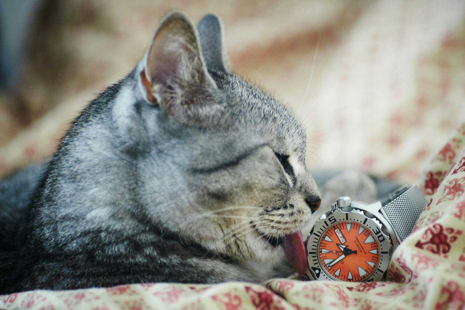 A cute tabby cat licking an orange-faced wristwatch on a patterned bedspread indoors.