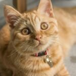 Charming orange tabby cat with bright eyes resting comfortably inside, showcasing its playful and curious nature.