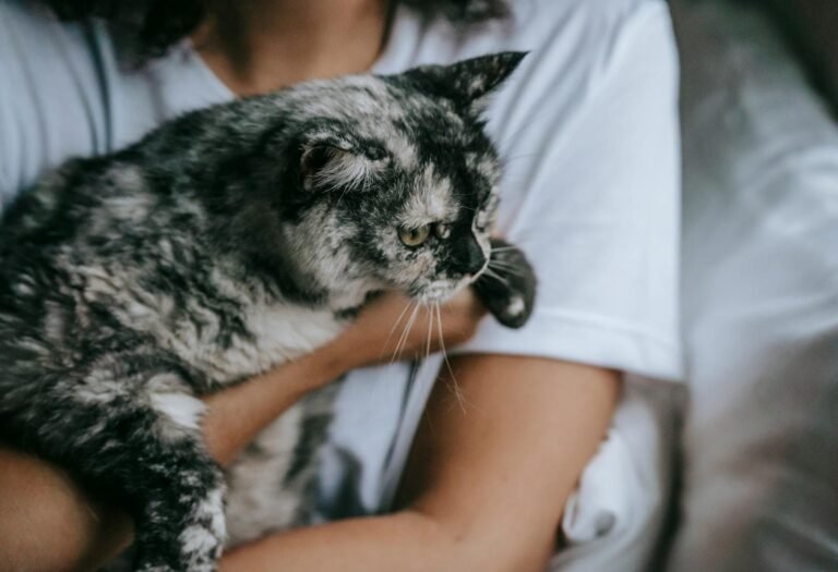 A woman lovingly holds a fluffy gray cat in a cozy room, capturing a tender moment.