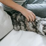 A serene indoor moment as a cat relaxes with its owner, highlighting comfort and companionship.