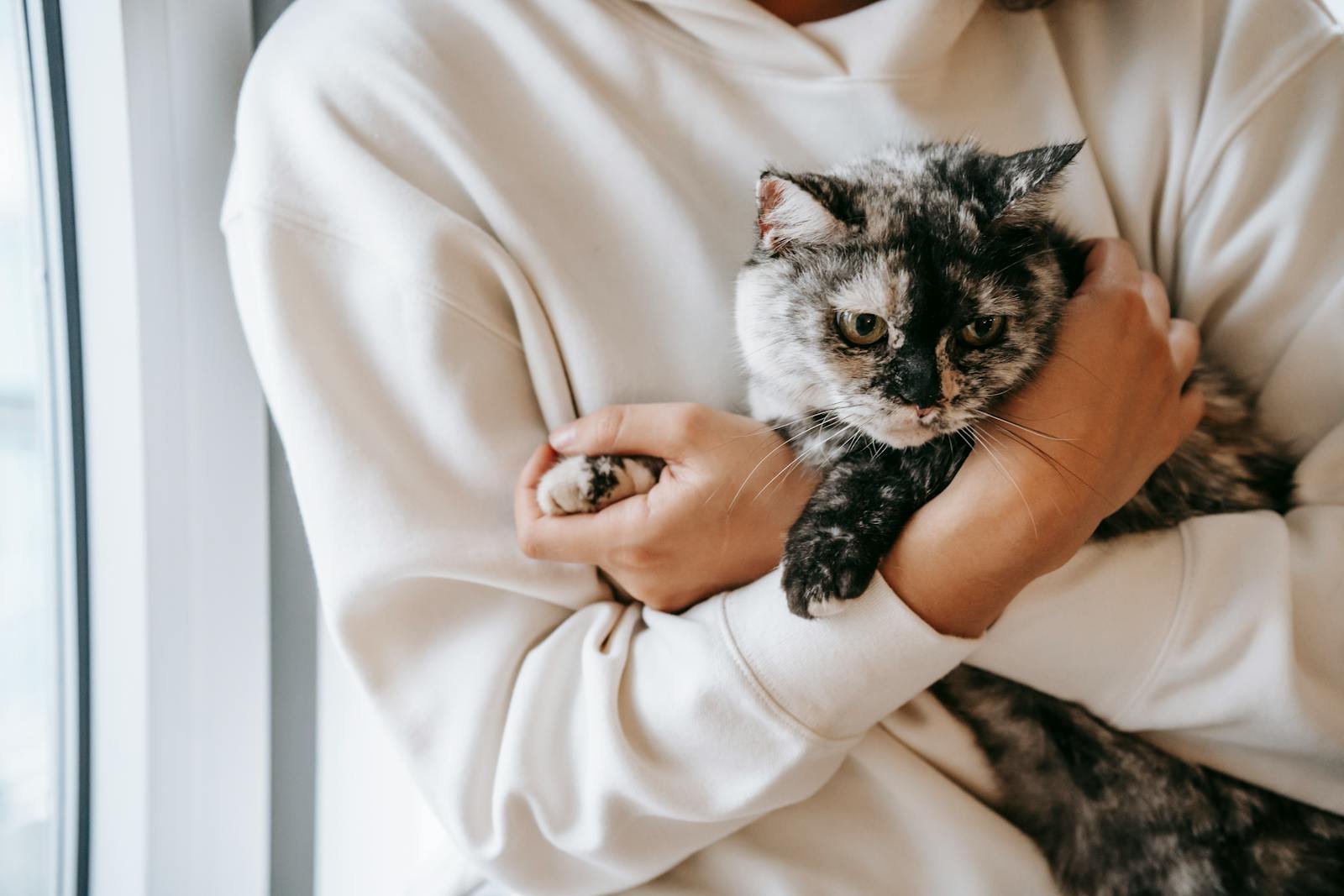 Crop unrecognizable female in soft wear embracing gently cute cat in house in daytime