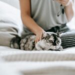 Unrecognizable female in casual clothes stroking dappled cat lying on blanket in cozy bedroom during weekend on blurred background in flat
