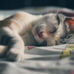 Cute kitten sleeping peacefully indoors on a colorful bedspread, perfect for pet lovers.