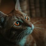 Ginger cat with white stripes and golden eyes with long whiskers lying in wicker basket in light room