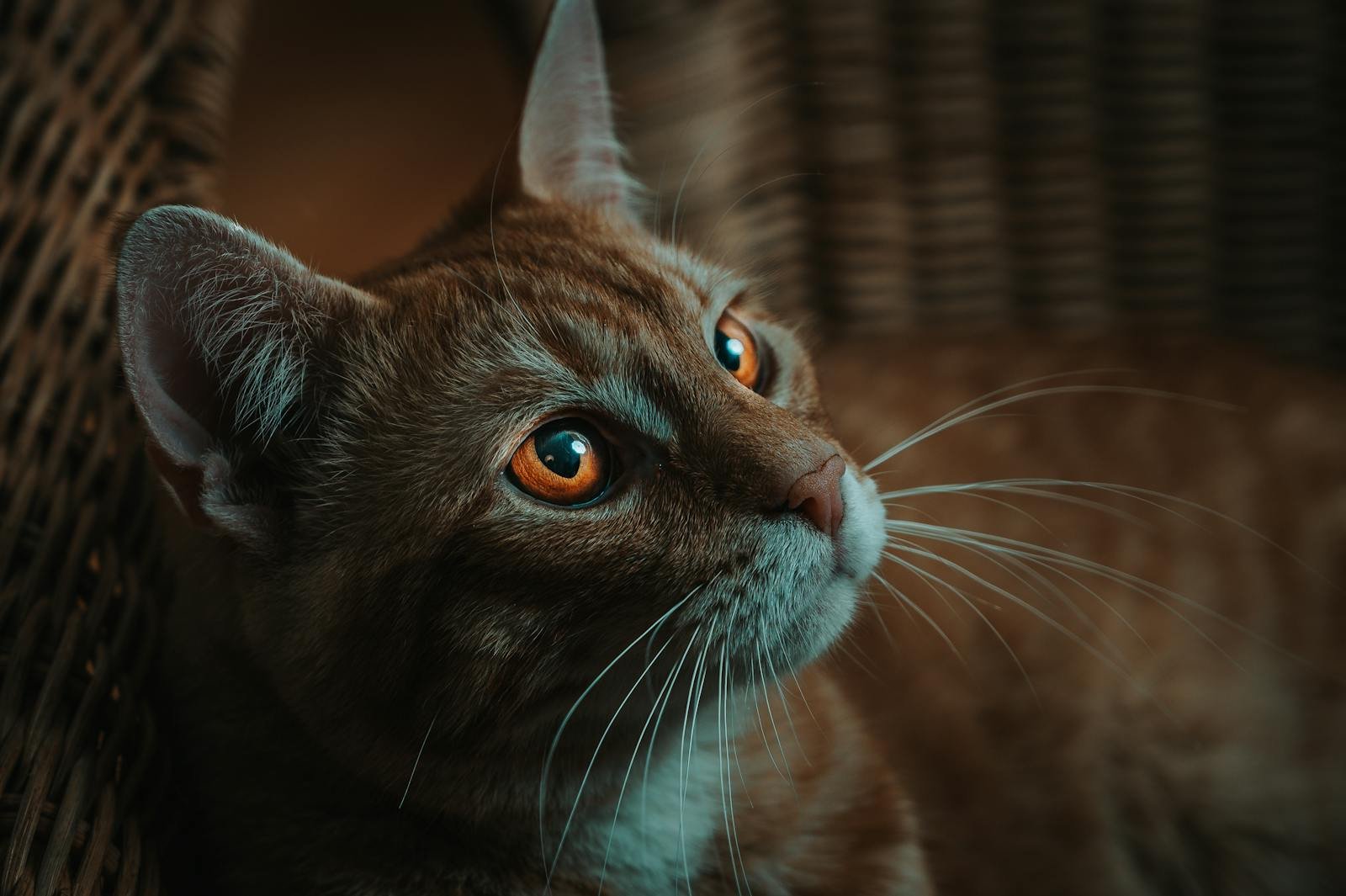 Ginger cat with white stripes and golden eyes with long whiskers lying in wicker basket in light room