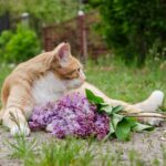 Charming orange tabby cat lounging on grass with bouquet of lilac flowers, showcasing serene outdoor scene.