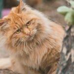 Charming ginger cat with fluffy fur and curious eyes peeking from behind a tree in an outdoor setting.