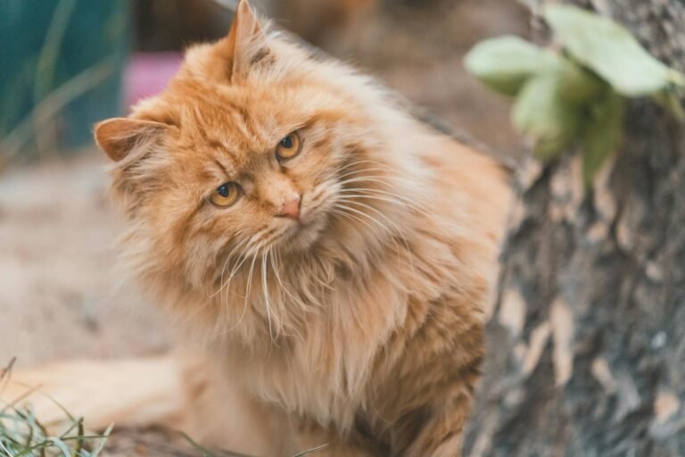 Charming ginger cat with fluffy fur and curious eyes peeking from behind a tree in an outdoor setting.