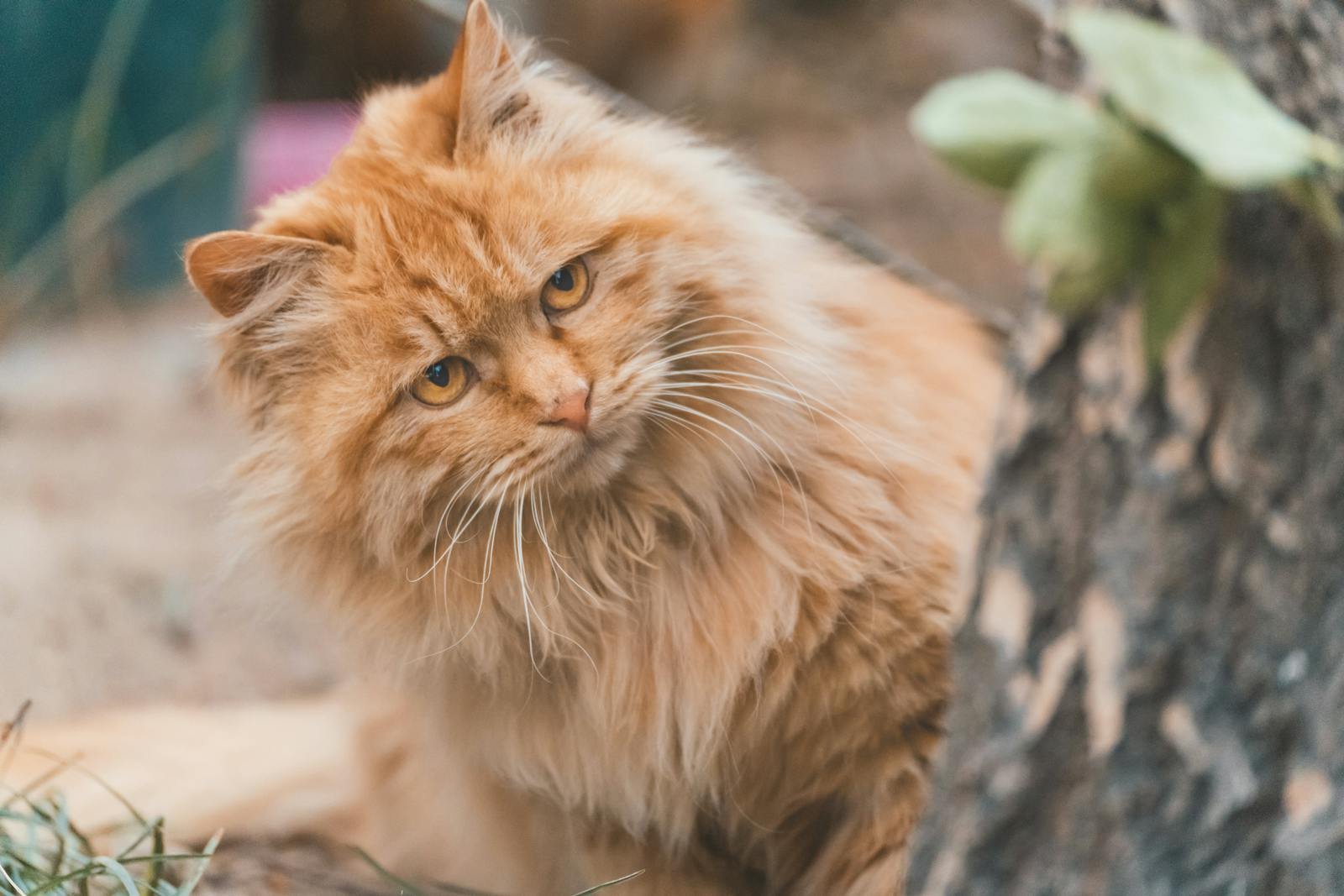 Charming ginger cat with fluffy fur and curious eyes peeking from behind a tree in an outdoor setting.