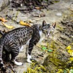A spotted cat standing on natural terrain with vivid foliage in the background.
