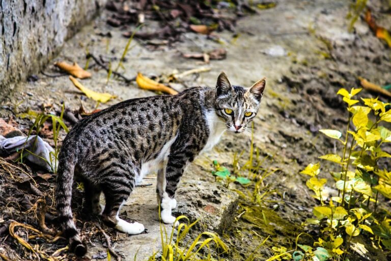 A spotted cat standing on natural terrain with vivid foliage in the background.