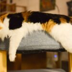 A cute calico cat casually resting on a chair indoors, showcasing its vibrant fur colors.