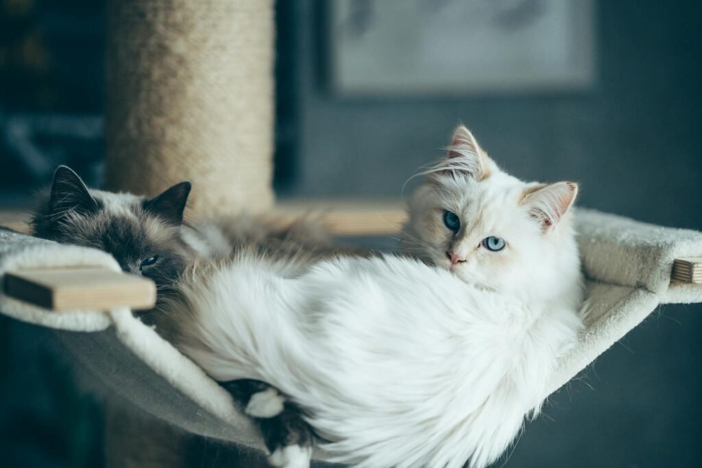 Two fluffy cats relaxing on a hammock indoors, exuding calm and coziness.