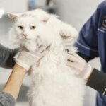 Veterinarian carefully examines a fluffy white cat indoors at a clinic.