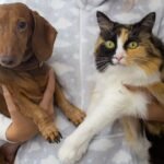Close-up of a dachshund dog and calico cat being held together, showcasing their adorable companionship.