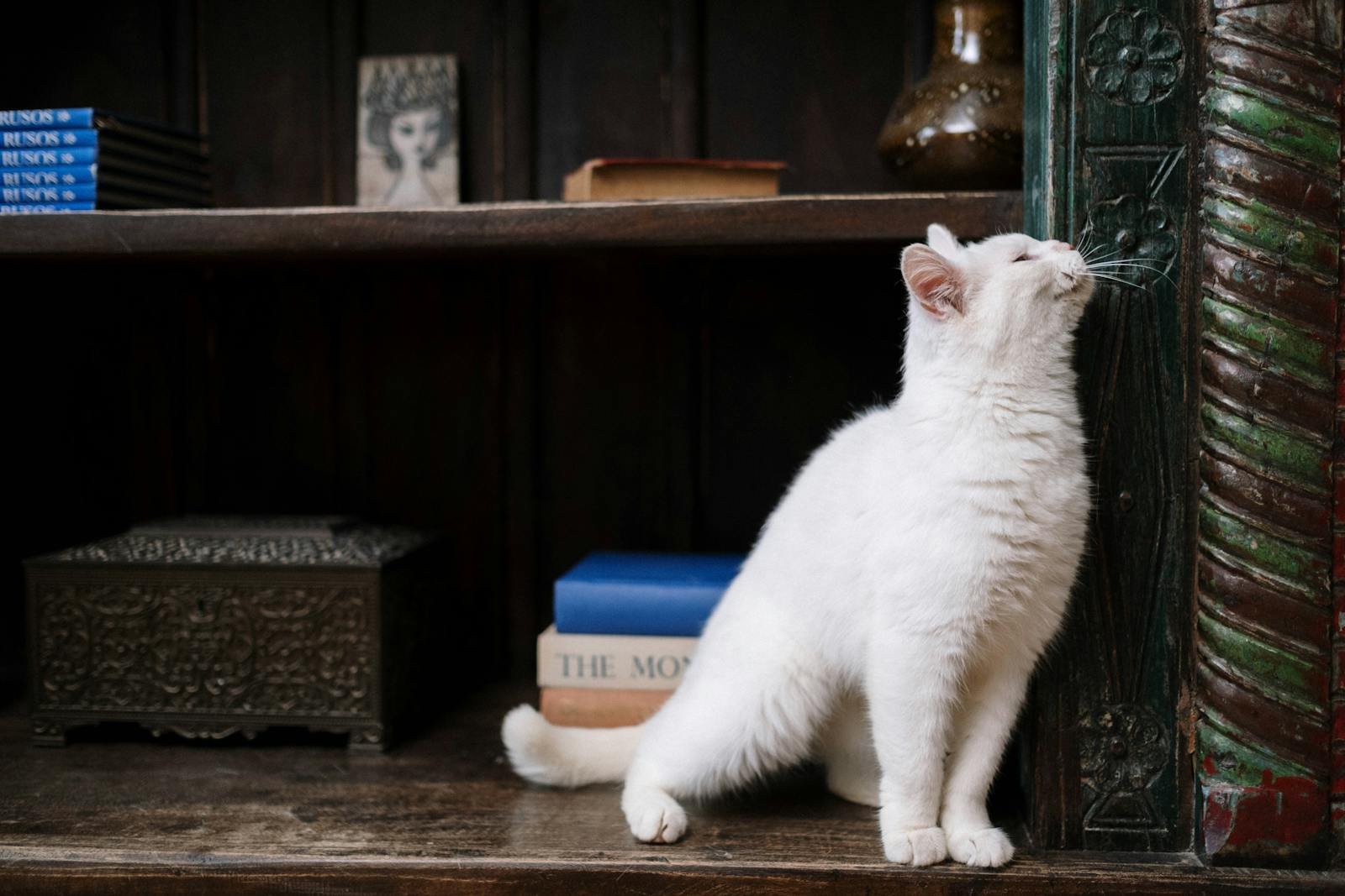 Charming white cat curiously sniffing a bookshelf indoors, exuding coziness and curiosity.