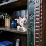 Charming white cat curiously peeking from a cozy indoor bookshelf setting.