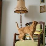 Ginger cat exploring an armchair in a cozy vintage-styled interior with house plants.