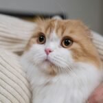 Close-up of a fluffy Scottish Fold cat being lovingly held indoors. Perfect for pet lovers.