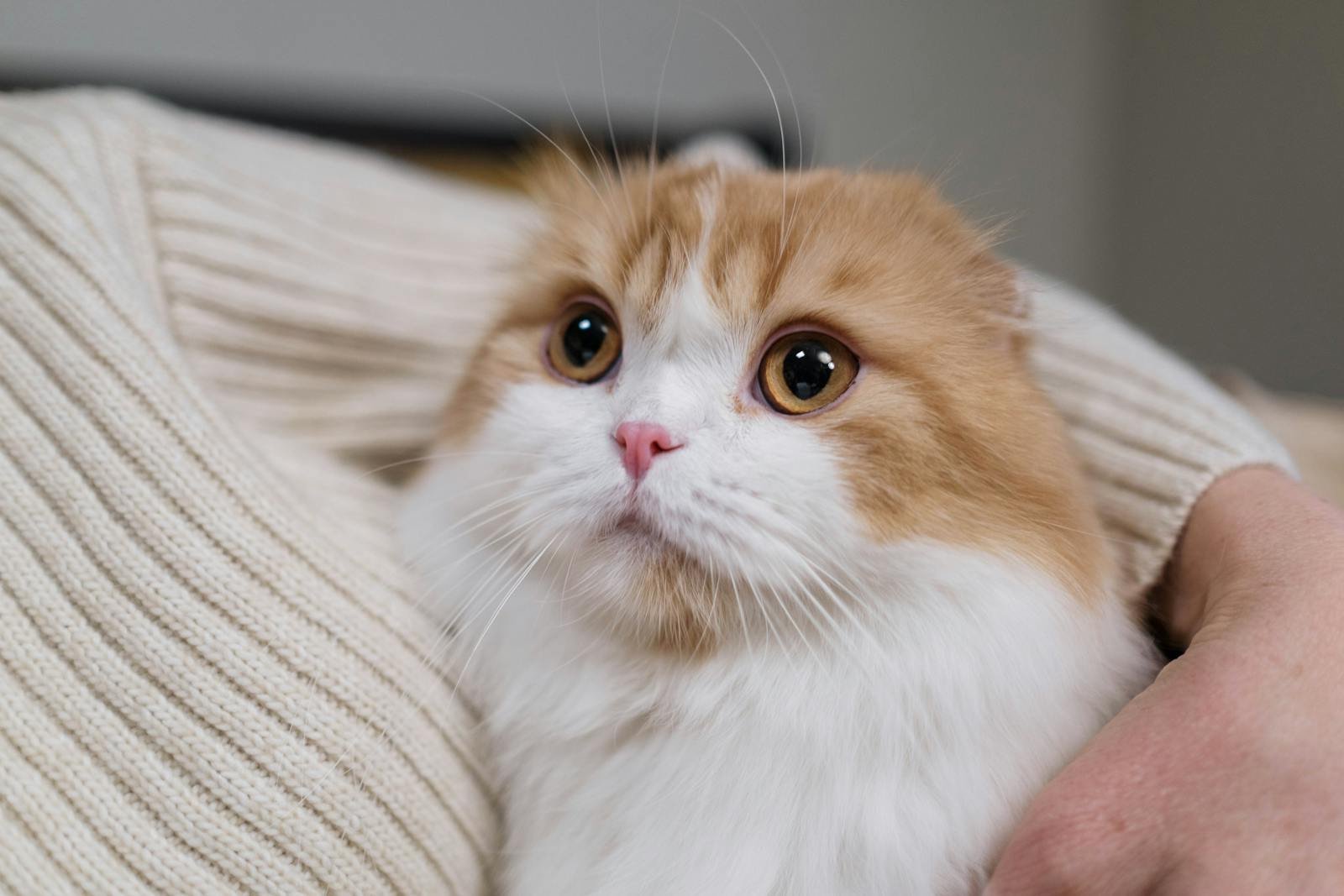 Close-up of a fluffy Scottish Fold cat being lovingly held indoors. Perfect for pet lovers.