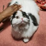 A fluffy Persian cat gazes curiously while being petted at a dining table.
