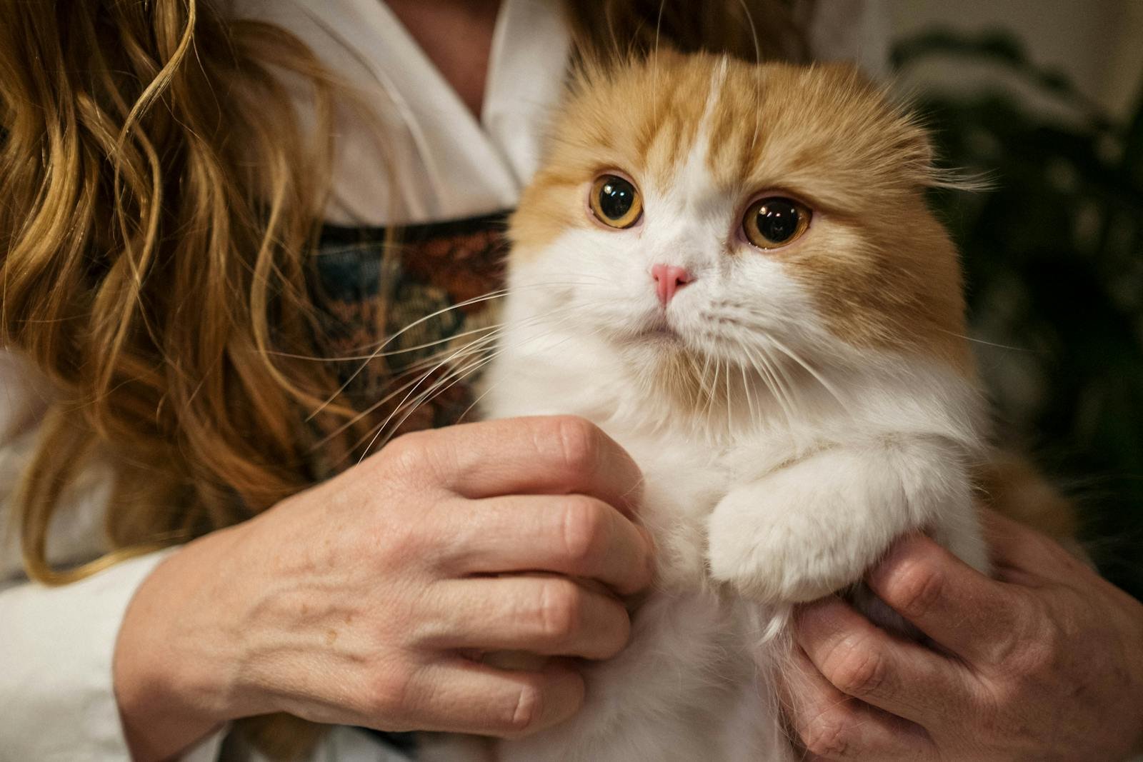 A cute Scottish Fold cat with orange and white fur snuggled in a woman's arms, indoors.