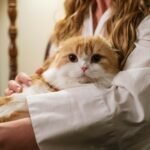 A woman gently holding an adorable Scottish Fold cat indoors, exuding warmth and affection.