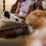 A woman relaxing indoors with her Scottish Fold cats, exuding comfort and companionship.