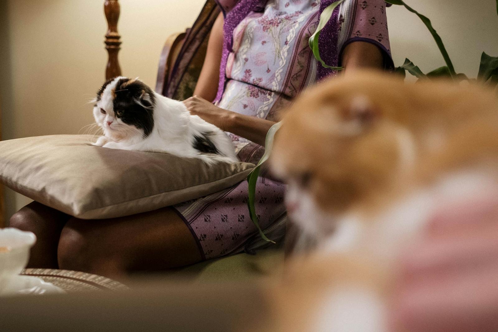 A woman relaxing indoors with her Scottish Fold cats, exuding comfort and companionship.
