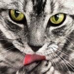 A detailed close-up shot of a grey and white cat licking its paw while looking directly at the camera.