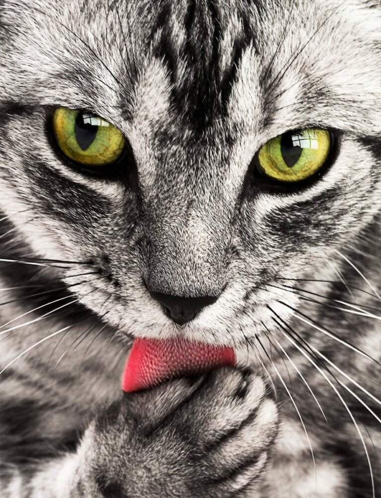 A detailed close-up shot of a grey and white cat licking its paw while looking directly at the camera.