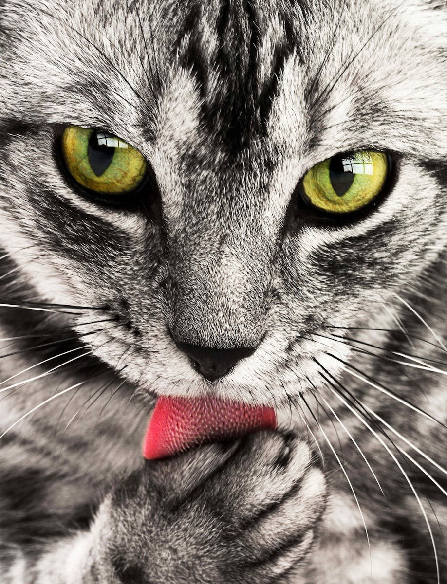 A detailed close-up shot of a grey and white cat licking its paw while looking directly at the camera.