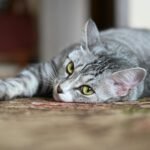 Cute tabby cat with green eyes relaxing on a carpet indoors, showcasing a peaceful moment.